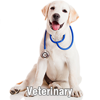 yellow lab - veterinary medicine